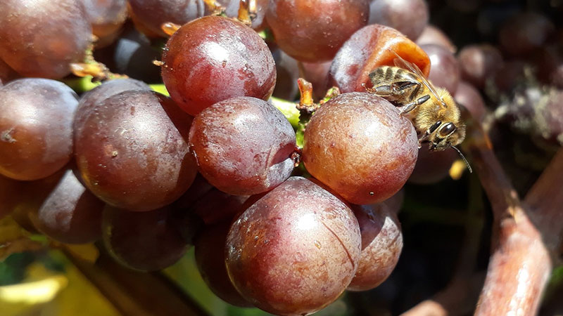 Pinot Gris