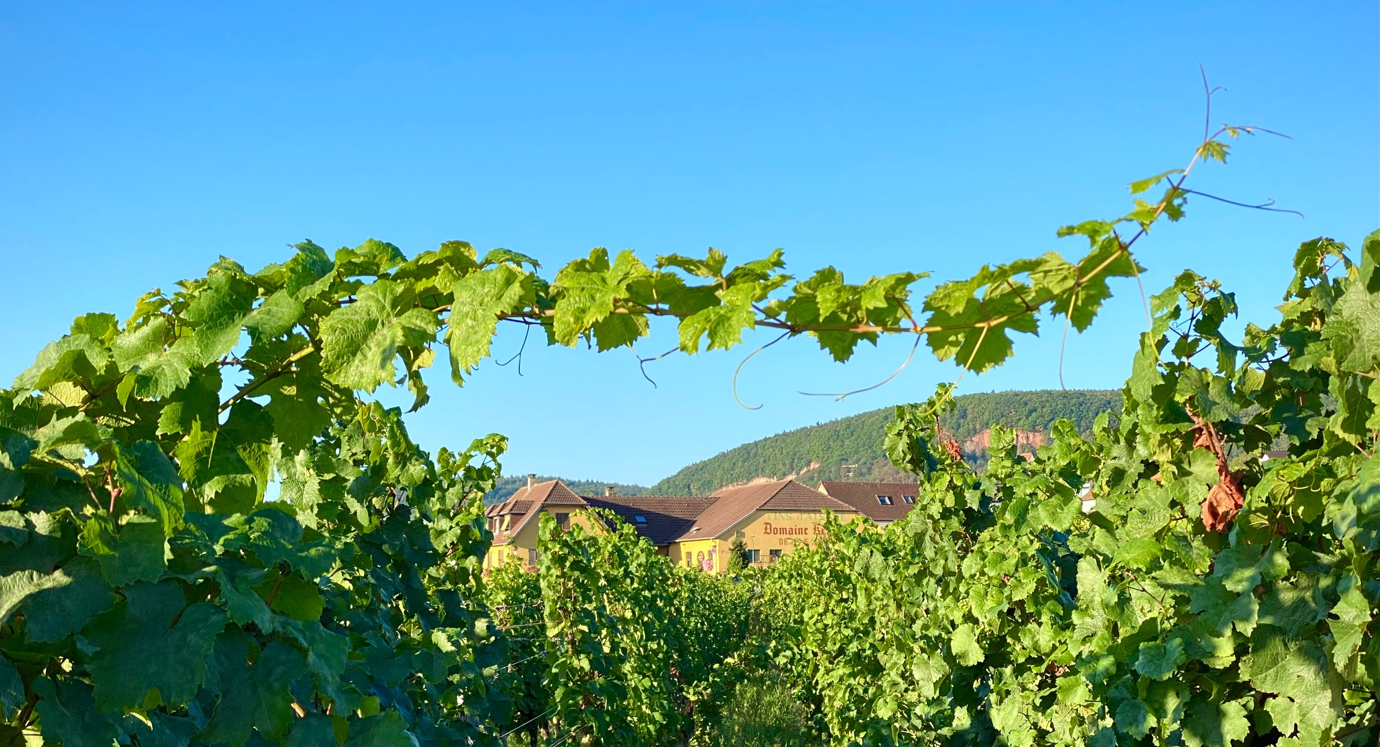Producteur de Vins<br>et Crémant d'Alsace